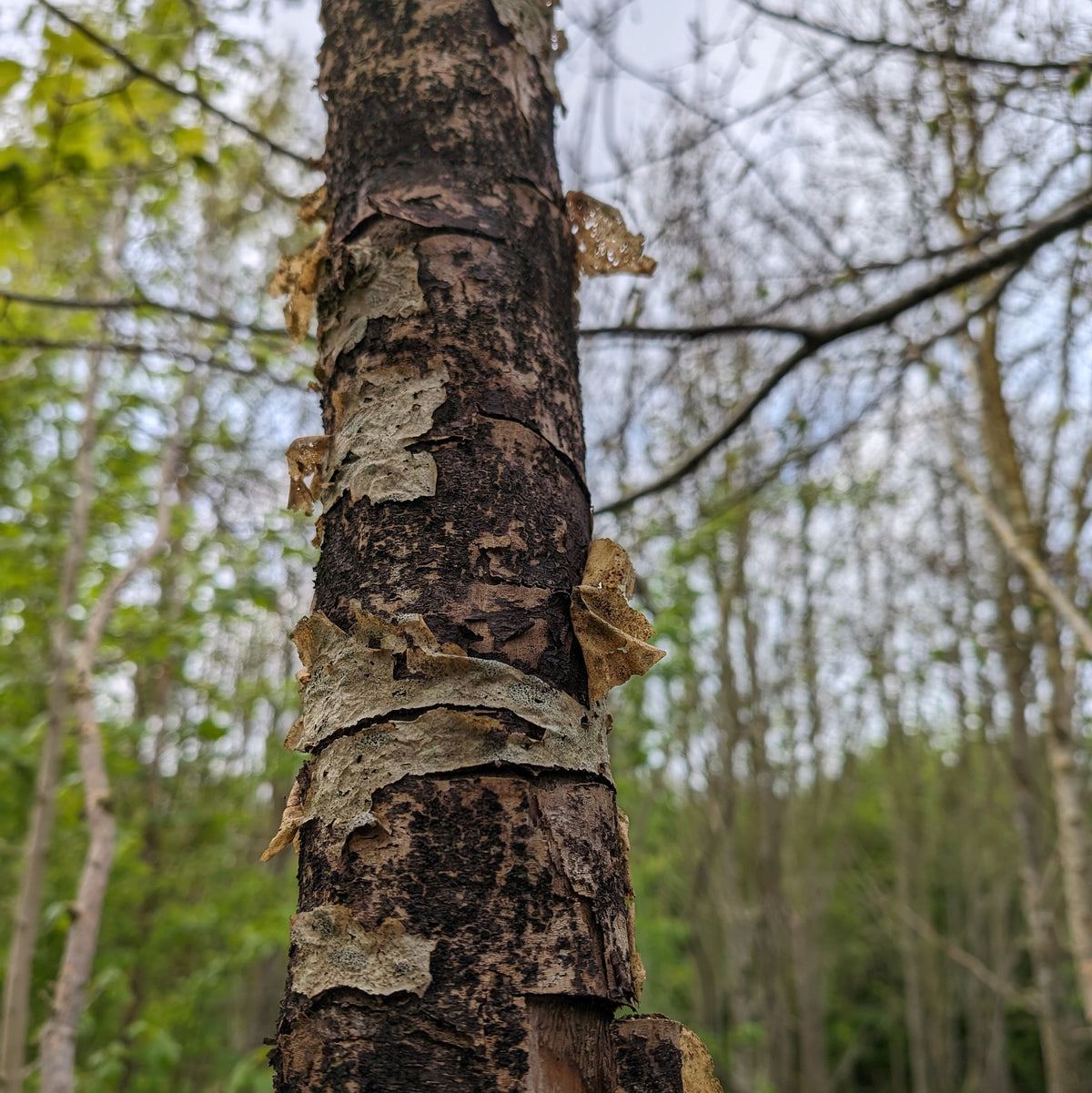 Workshop  |  Back To Nature pt 3 (Purusha)